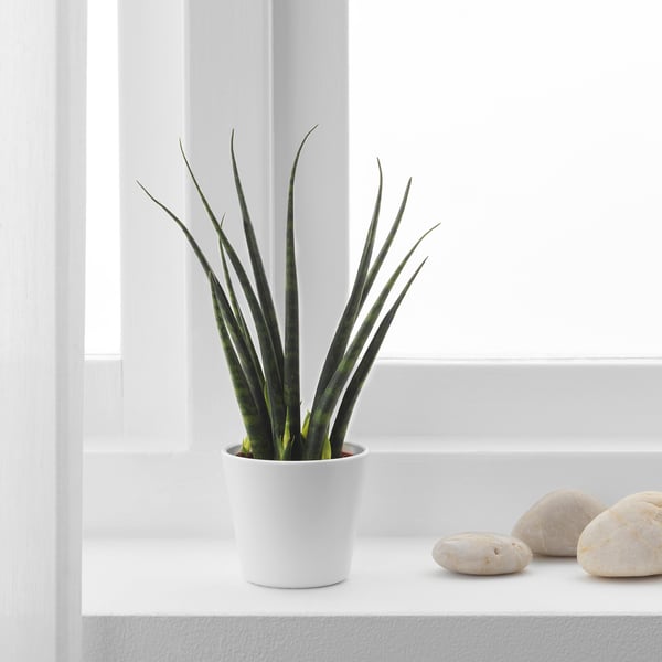 Krukväxt SANSEVIERIA nära fönstret med stenar, höga gröna randiga blad.