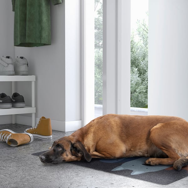 Brun hund på mörk matta nära skohyllan och dörren, med grönska utanför.