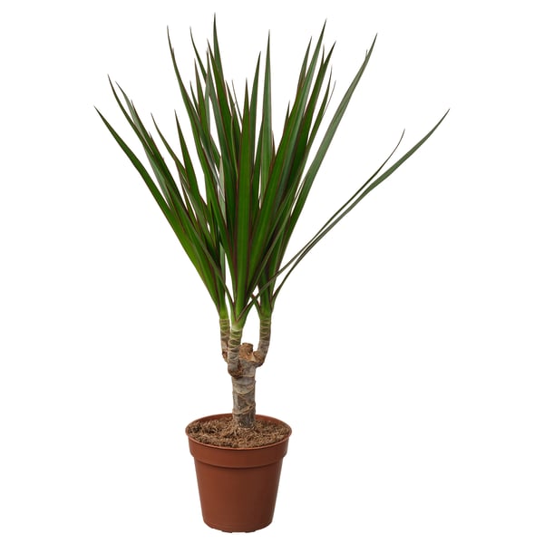 Potted DRACAENA MARGINATA with green-white leaves and purple stems.