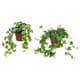 Hanging & climbing plants