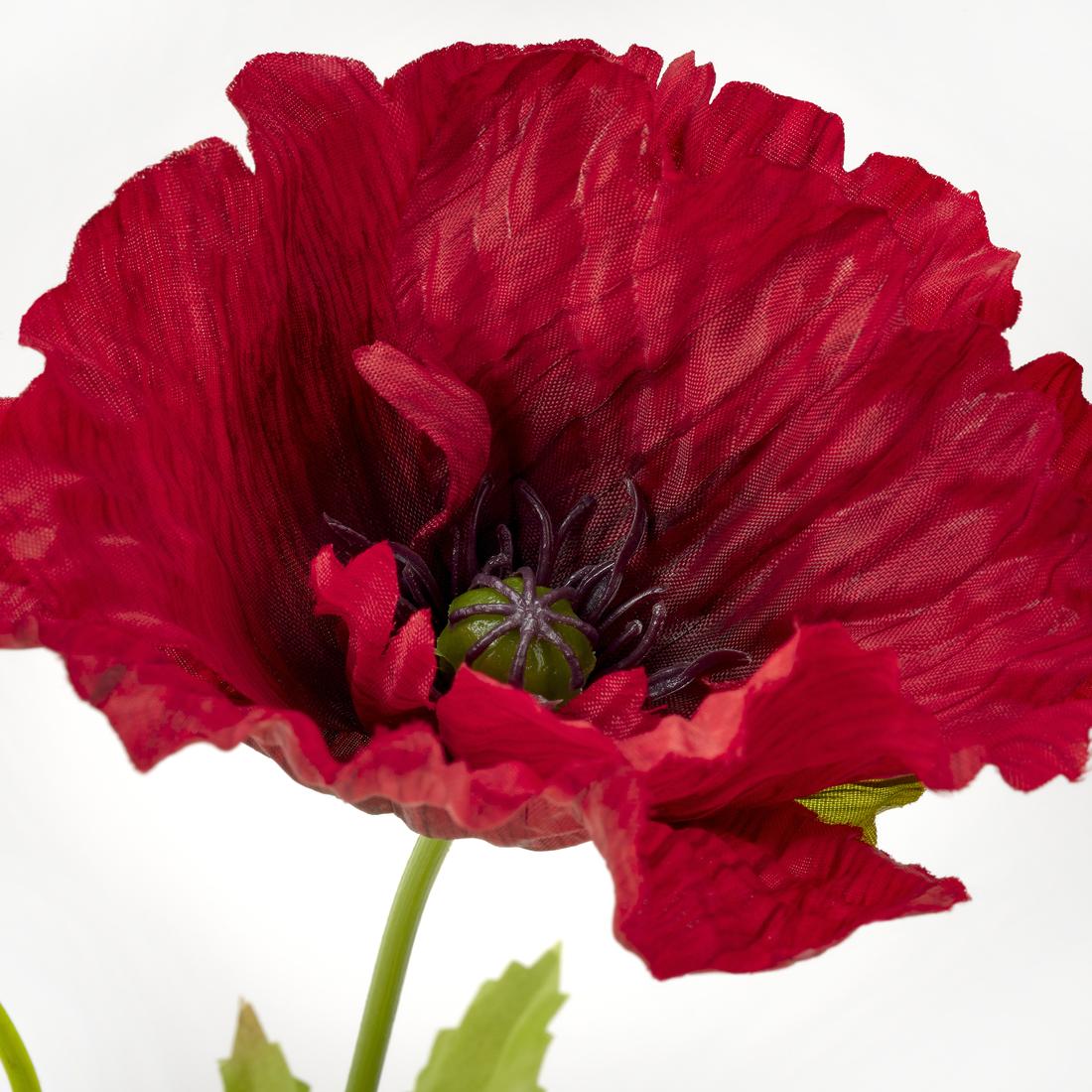 Poppy Appeal 2026