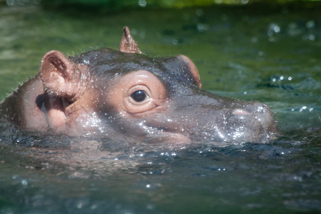 Special IKEA Family Offer: Cincinnati Zoo