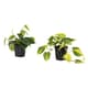 Hanging plants
