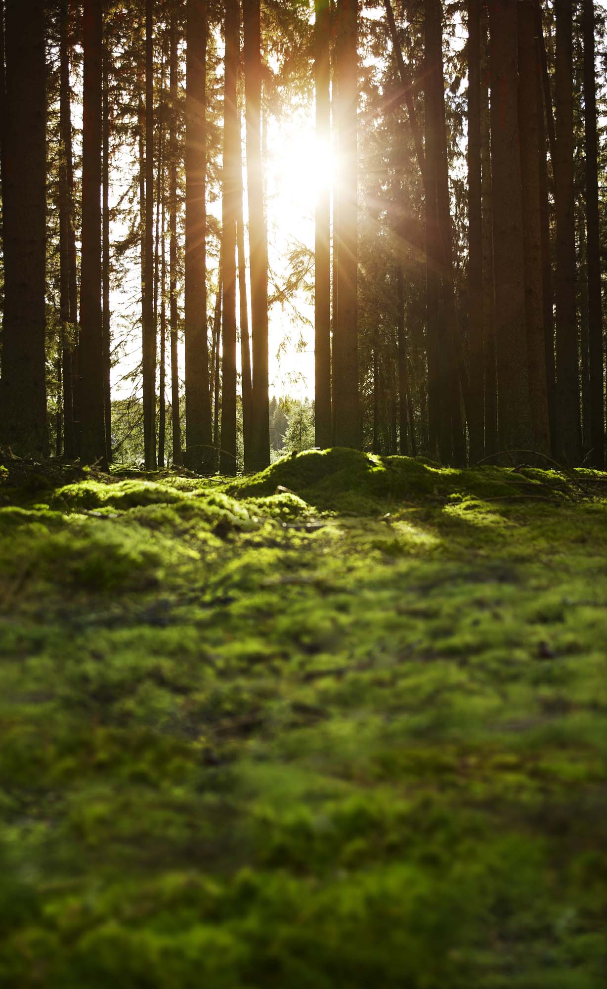 The morning sun shines through the tall tree trunks in a mossy green forest. 