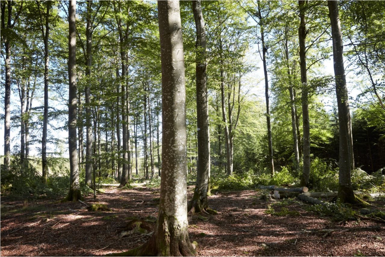 A light, airy forest with mainly leafy trees on a sunny day. Some recently cut tree logs are lying on the ground.