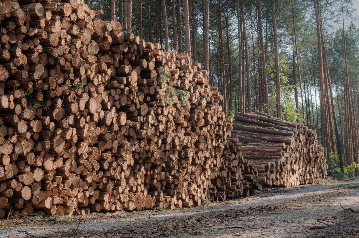 A forest with two large piles of logged trees.
