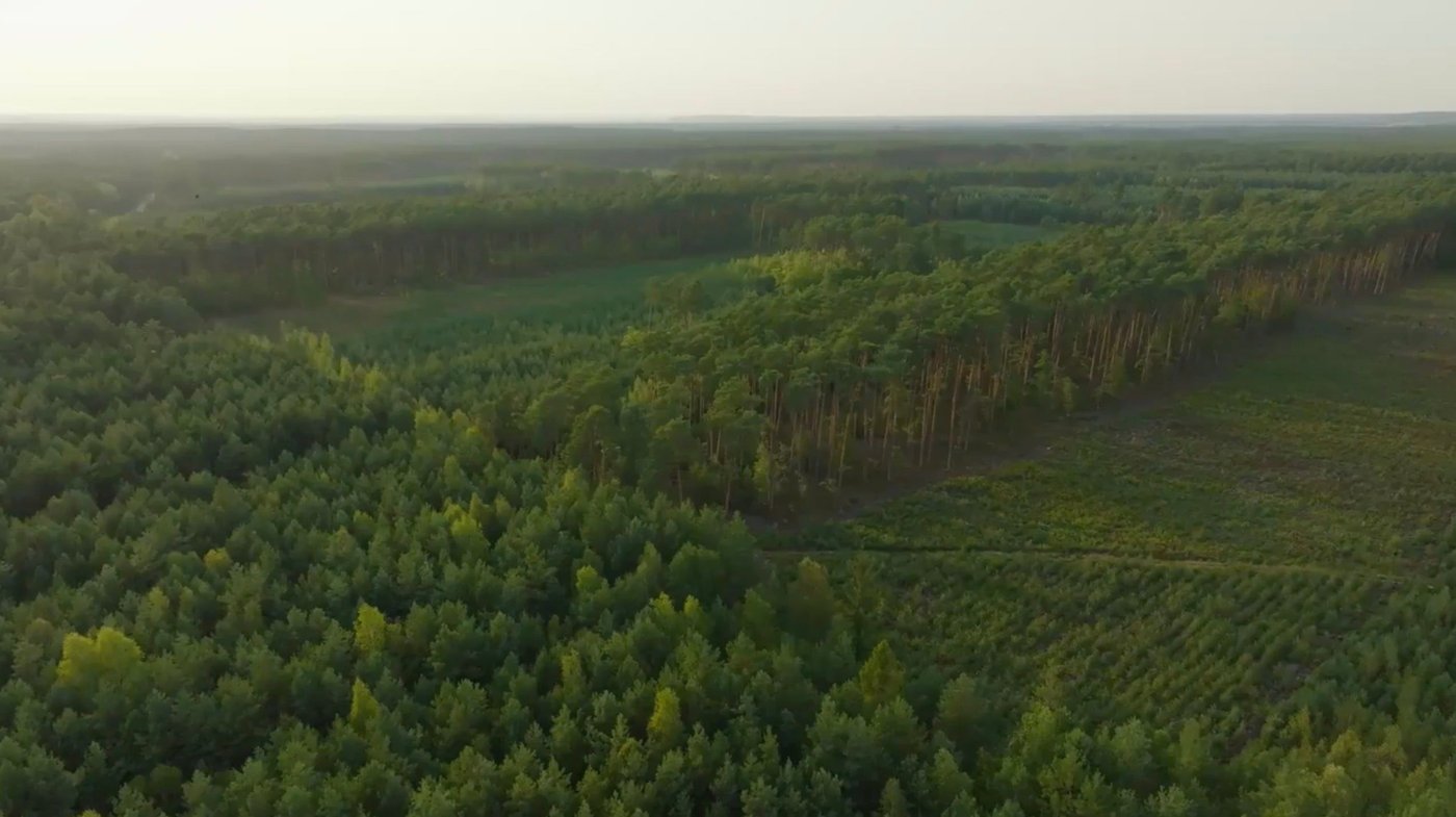 Aerial view of planted forest with different areas at varying levels of maturity.