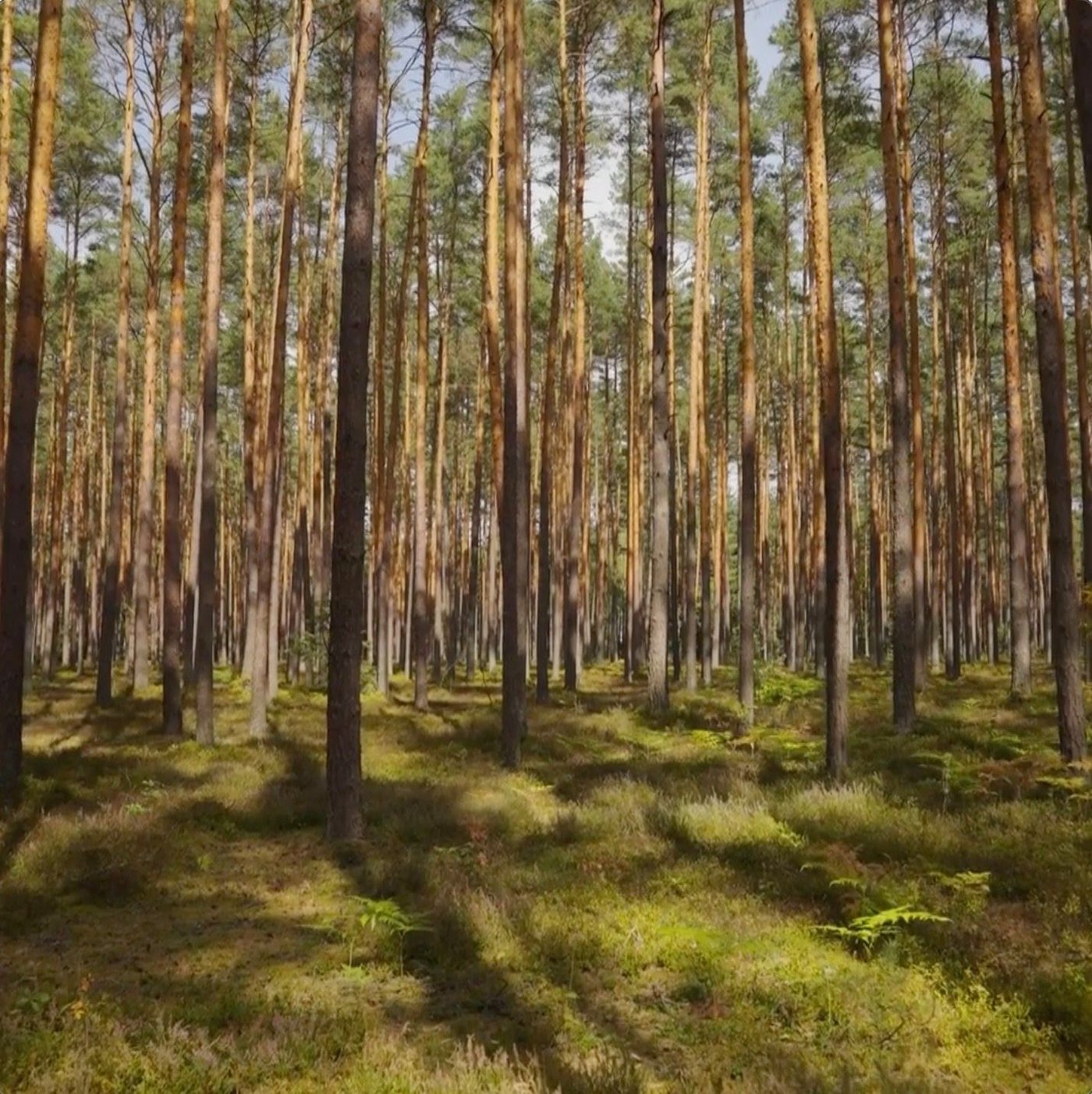 The forest floor of a pine plantation.