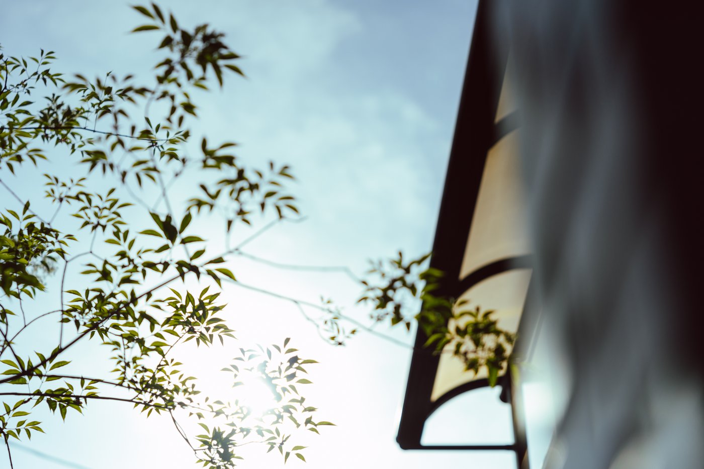 The branches of a tree seen from beneath with sunlight behind and the edge of a building to the right. 