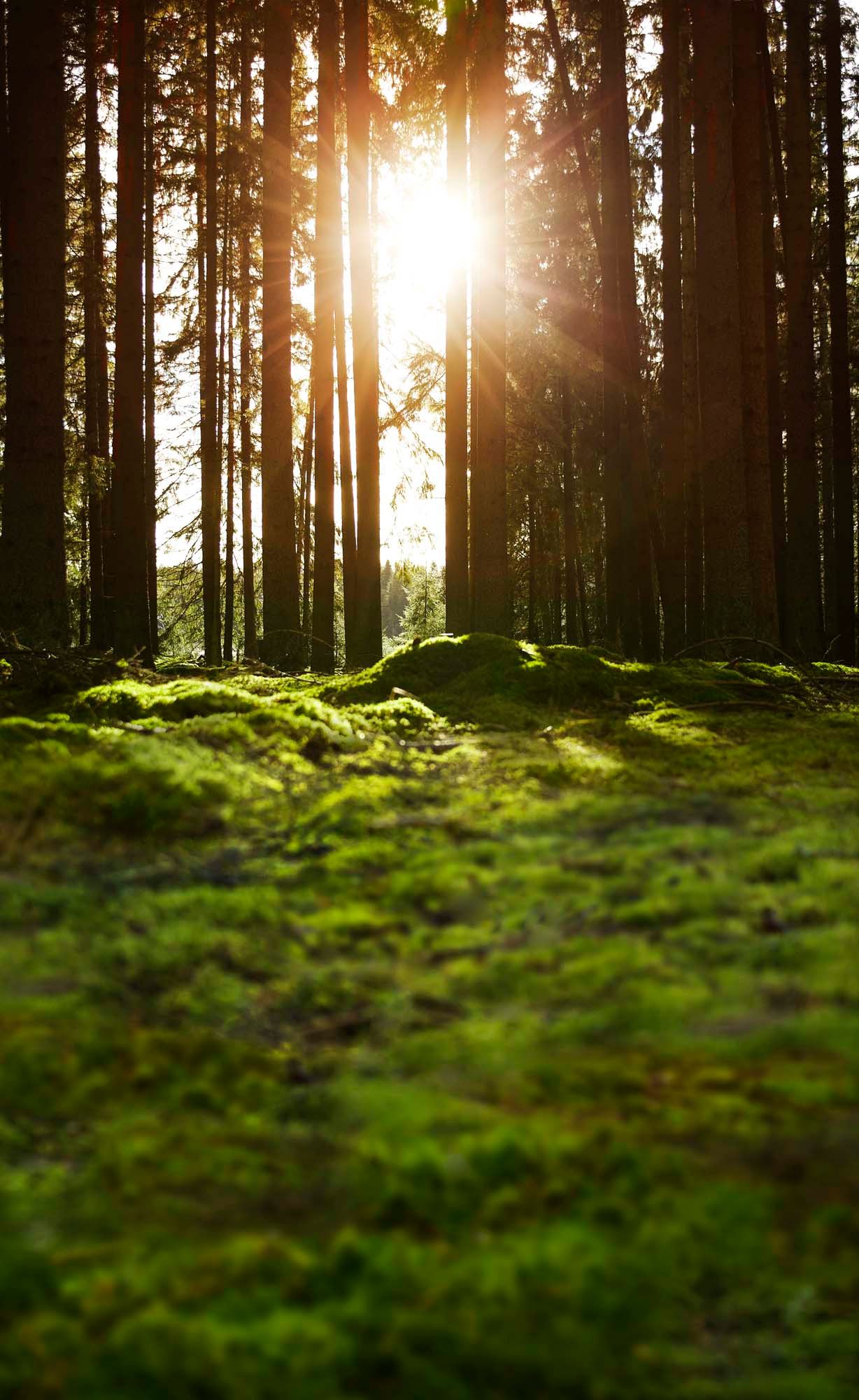 The morning sun shines through the tall tree trunks in a mossy green forest. 