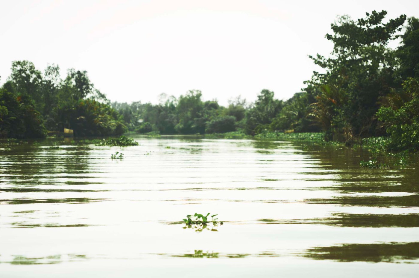 A river with green banks on either side.