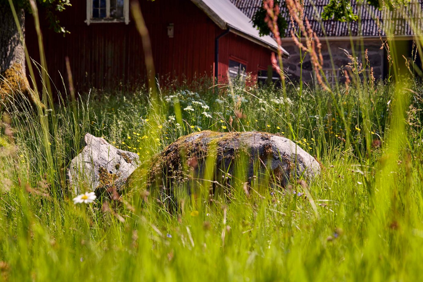 A stone in a meadow, with a falu red wood house in the background.