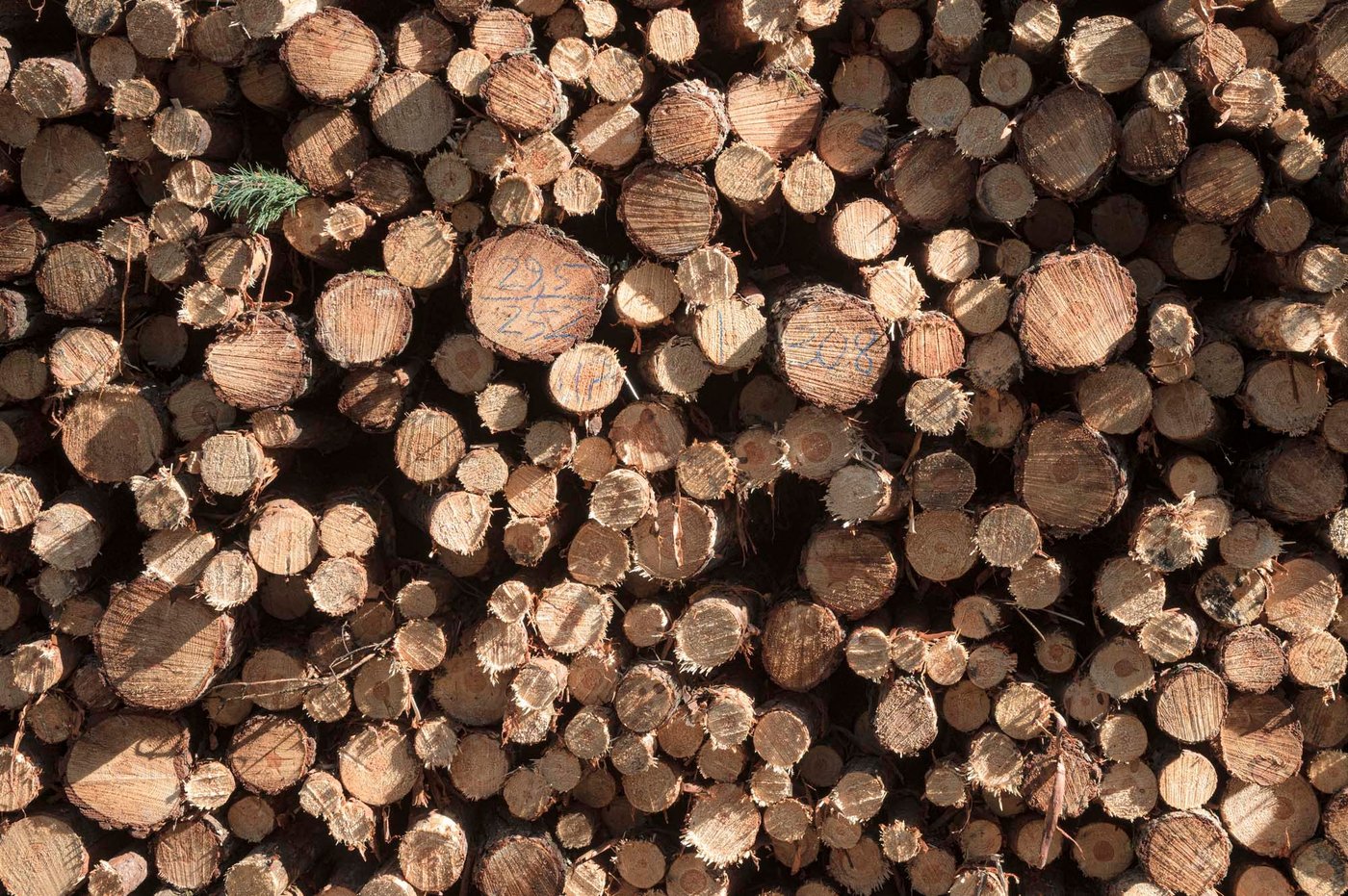 Lots of felled trees in a stack.
