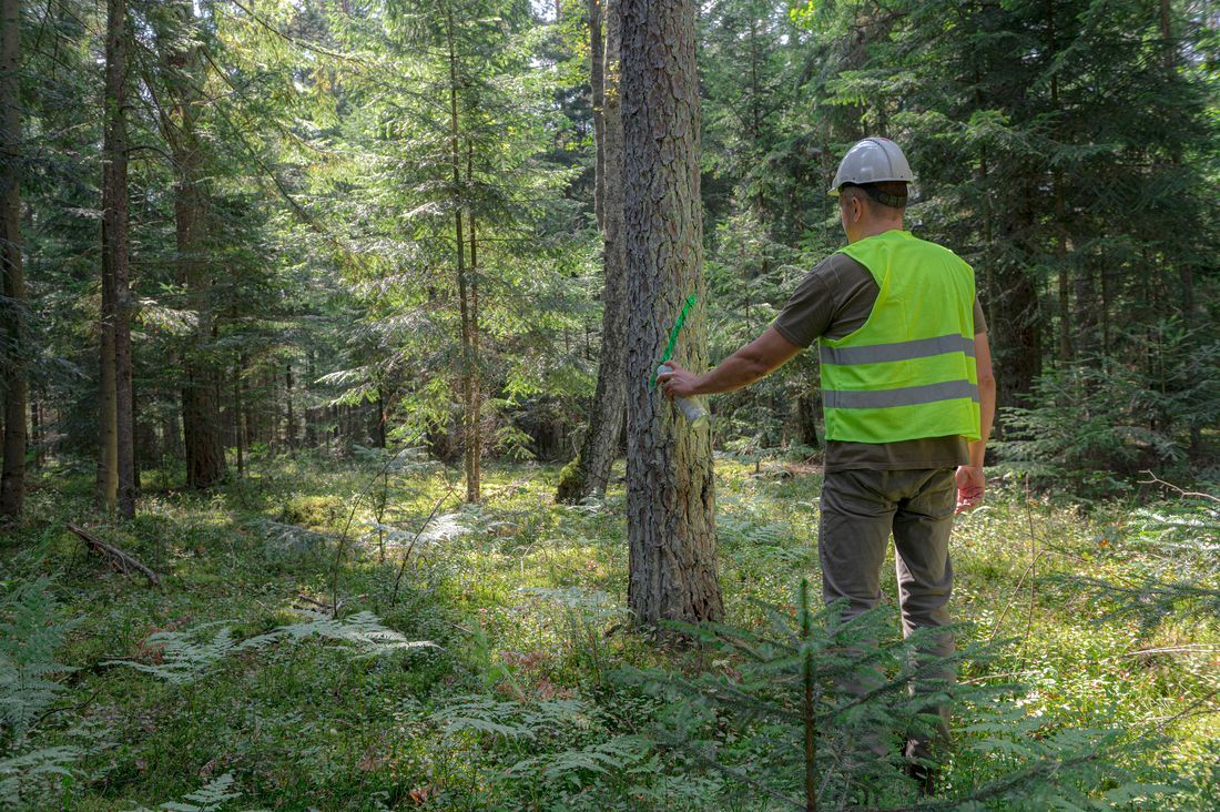 A green forest, in the middle a man wearing a white hard hat and a yellow reflex vest.
