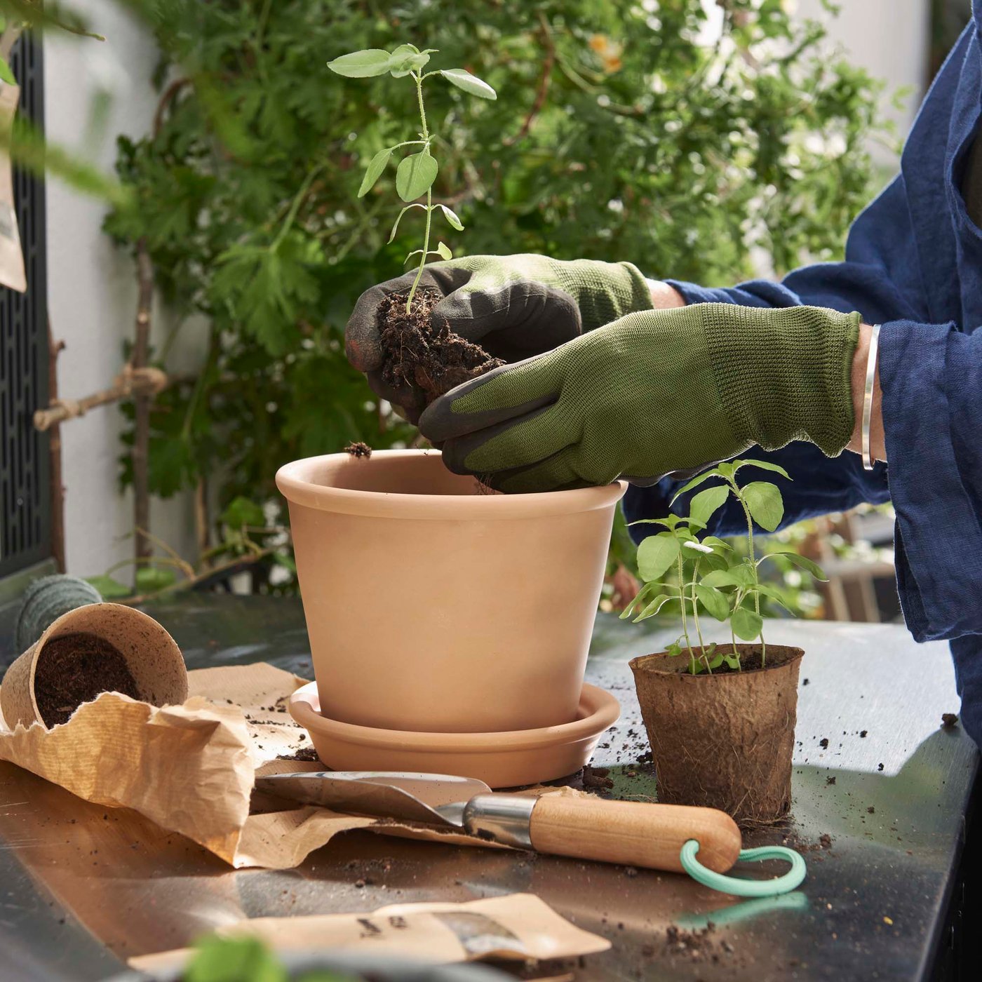A person wearing gardening gloves plants a sapling in  a terracotta pot.