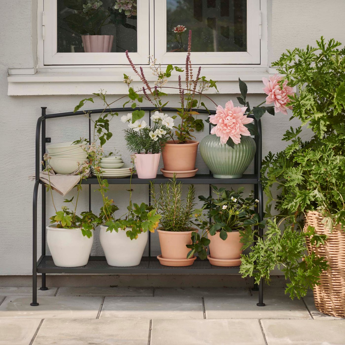 Two rows of plants in different coloured pots are lined up on black shelving under a window on an outdoor terrace.