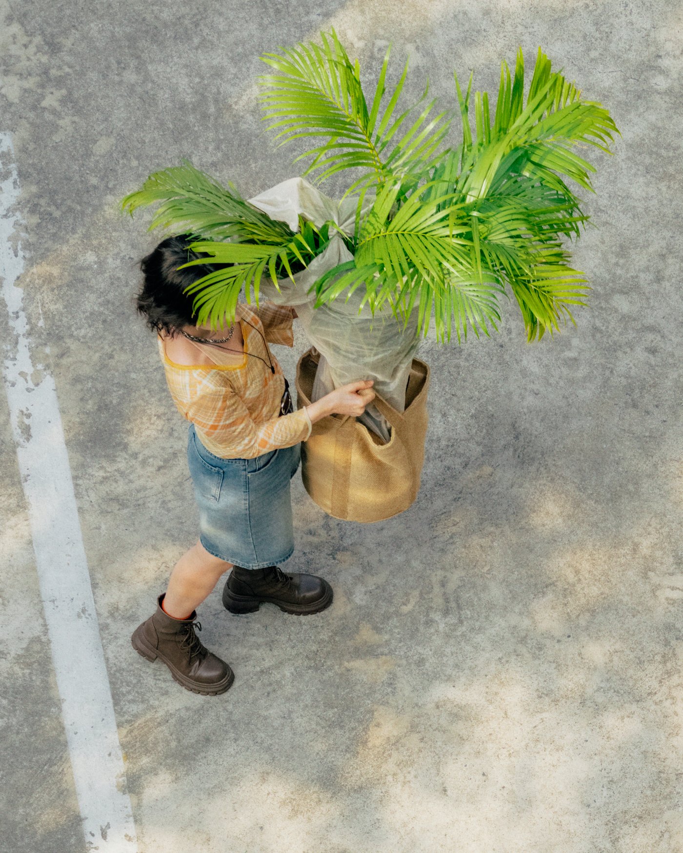 An overhead view of a person carrying a large green plant in the plant pot.