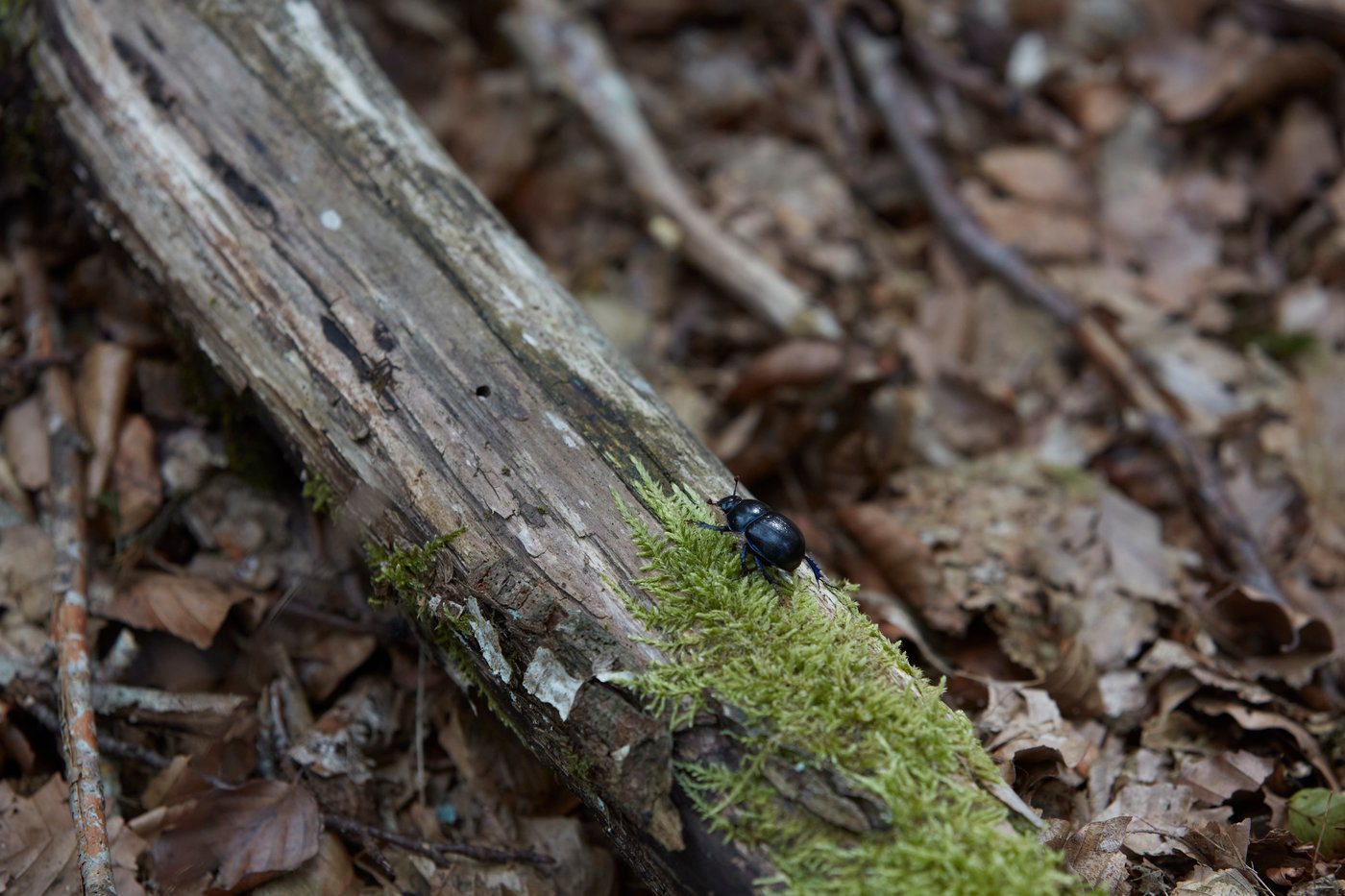 A black beetle walking on a stick that is laying on a layer of leaves and smaller sticks.