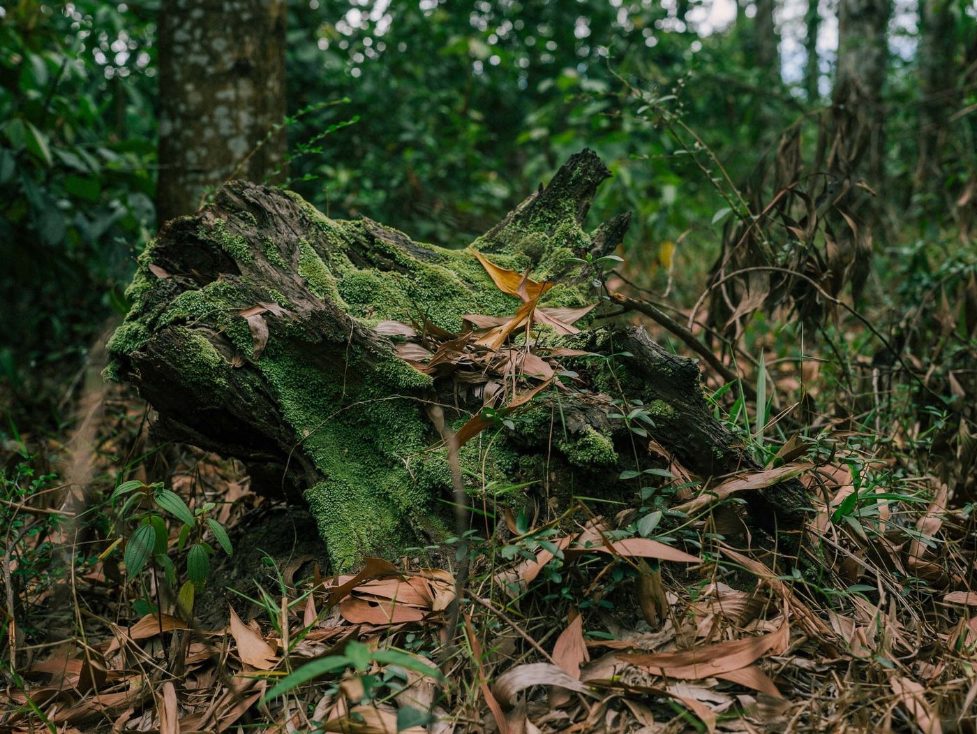 A large piece of fallen tree covered in moss and plants lays at the foot of a tree in a forest.