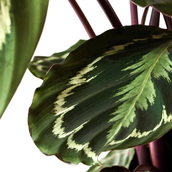 Large green leafy plant with dark green and light green stripes. Leaf prominently displayed against bright background.