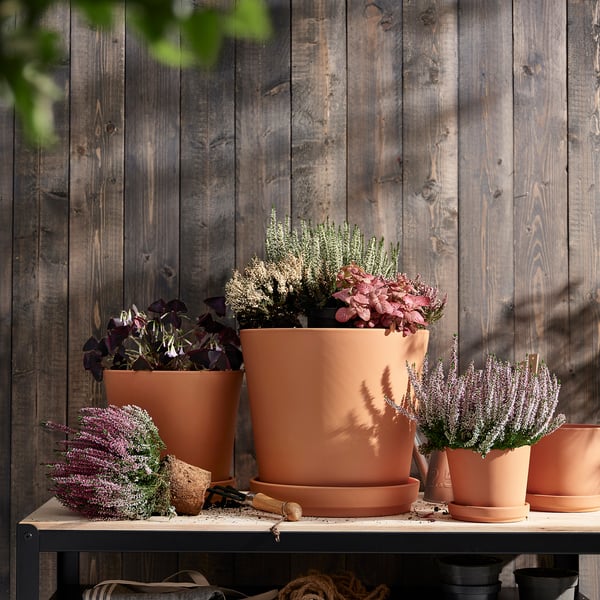 CALLUNA Potted plant, heather/assorted colours, 13 cm