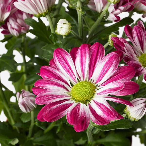Beautiful pink and white CHRYSANTHEMUM flowers with green centre; vibrant, healthy petals and leaves.