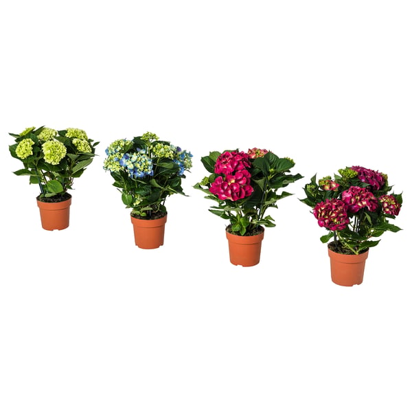 Four colourful potted HYDRANGEAs, green, blue, pink, purple, clay pots, lush leaves.