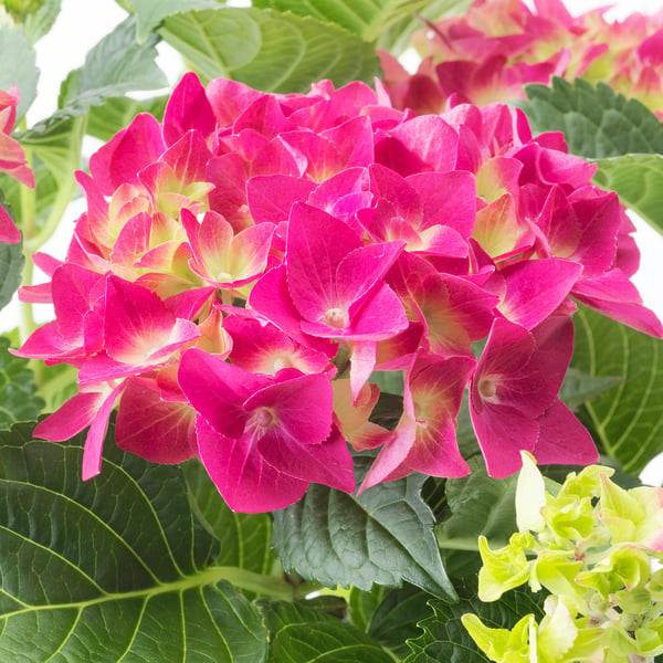 Vibrant pink HYDRANGEA blooms surrounded by lush green leaves. High-quality arrangement, lush and fresh.
