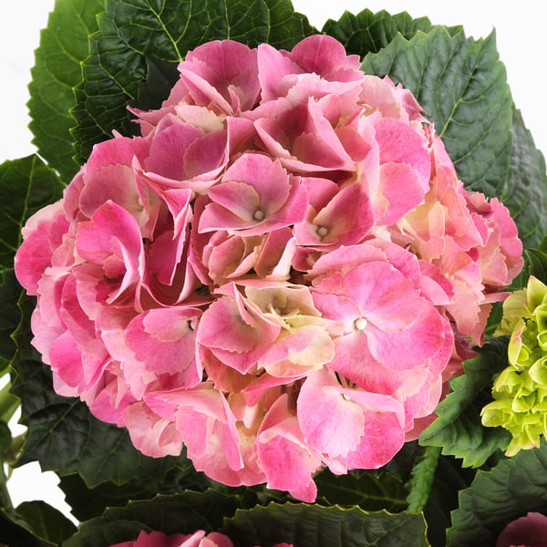 Large, vibrant HYDRANGEA plant with dense, multicoloured blooms of pink and cream, surrounded by healthy green leaves.