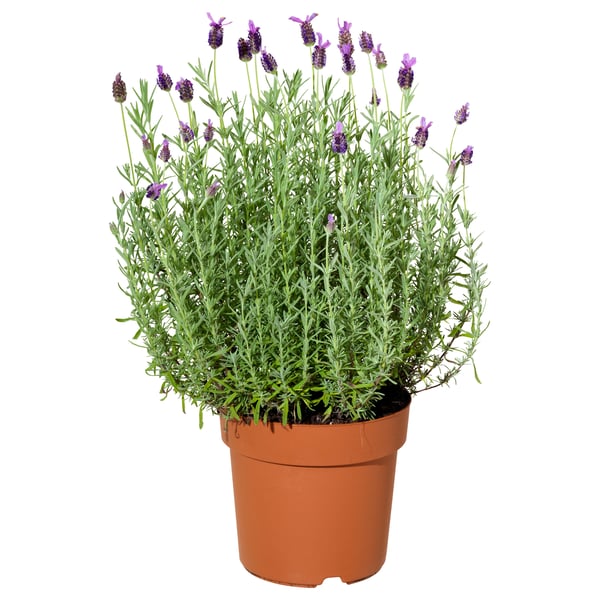 Potted lavender with purple flowers, green leaves.
