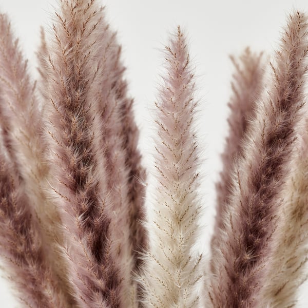 TORKA Dried plants, bunch/reed, 70 cm