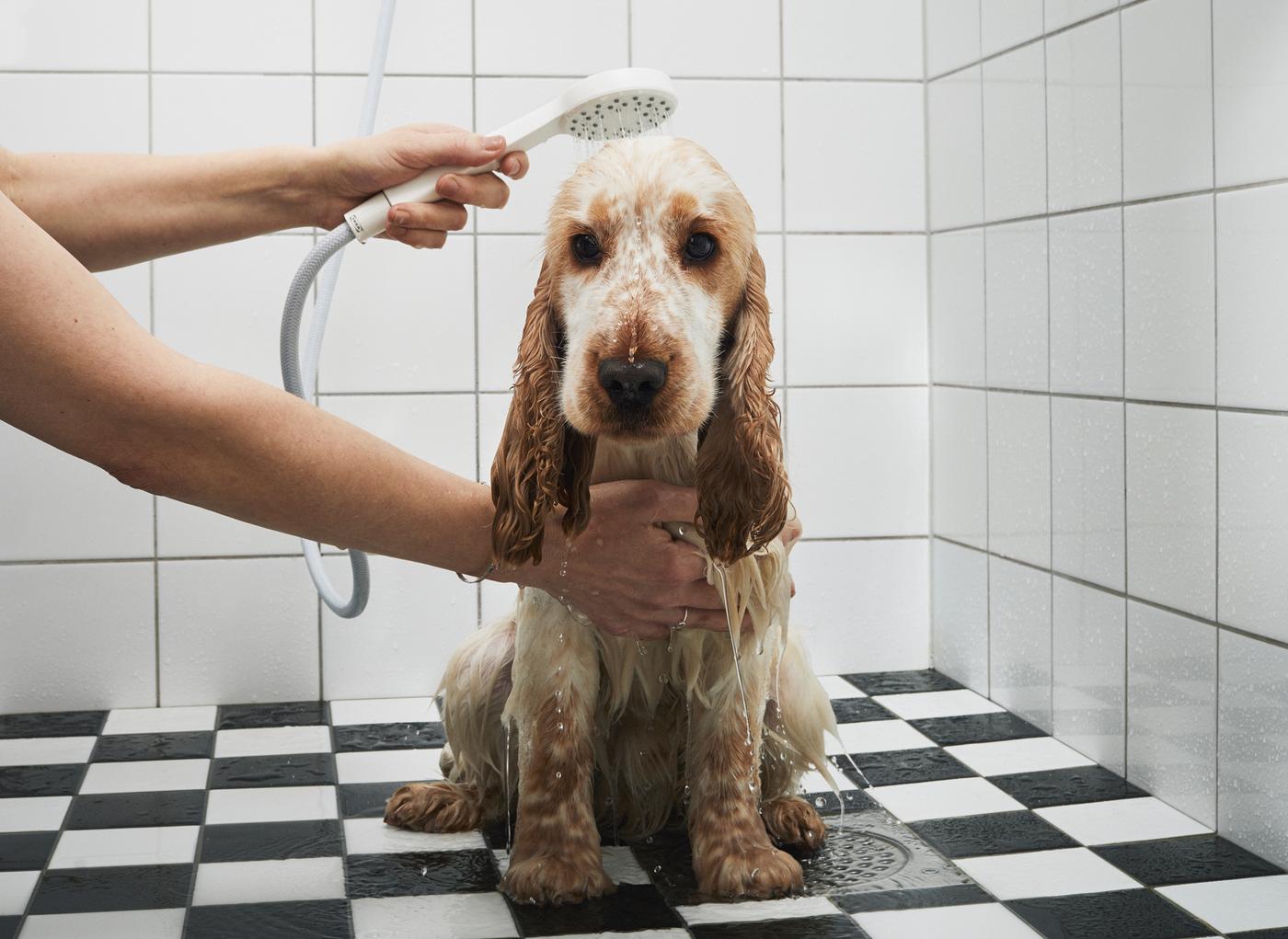 A bemused dog is being showered using a handheld shower head.
