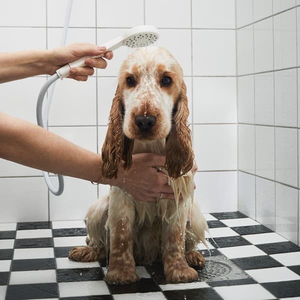 A bemused dog is being showered using a handheld shower head.