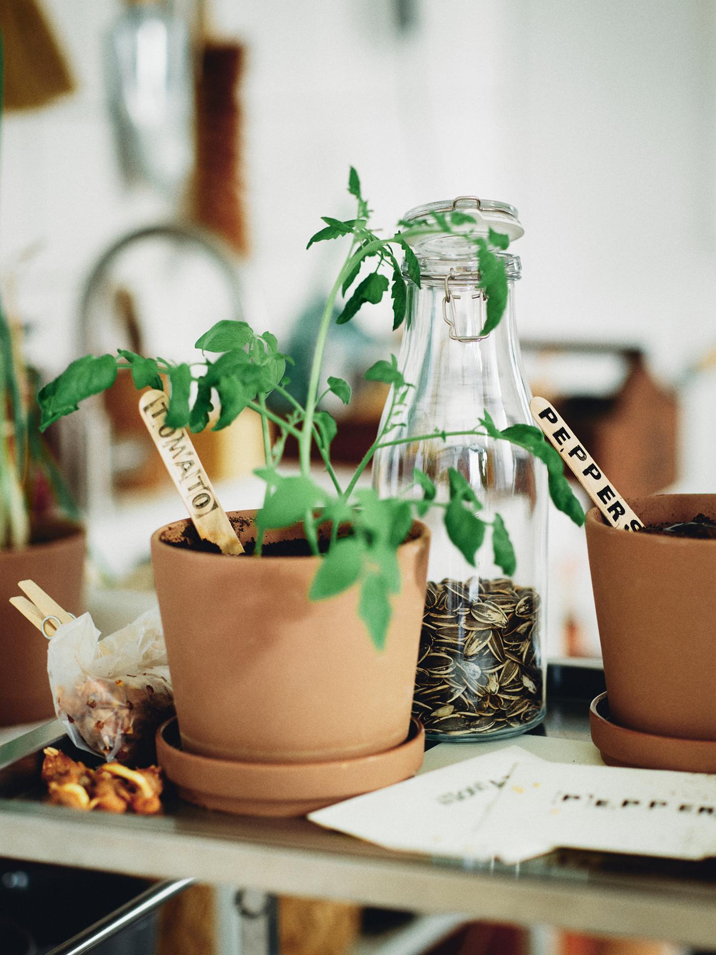 A bottle of seeds and two brown in/outdoor KLARBÄR plant pots with saucers with one pot holding a growing tomato plant.