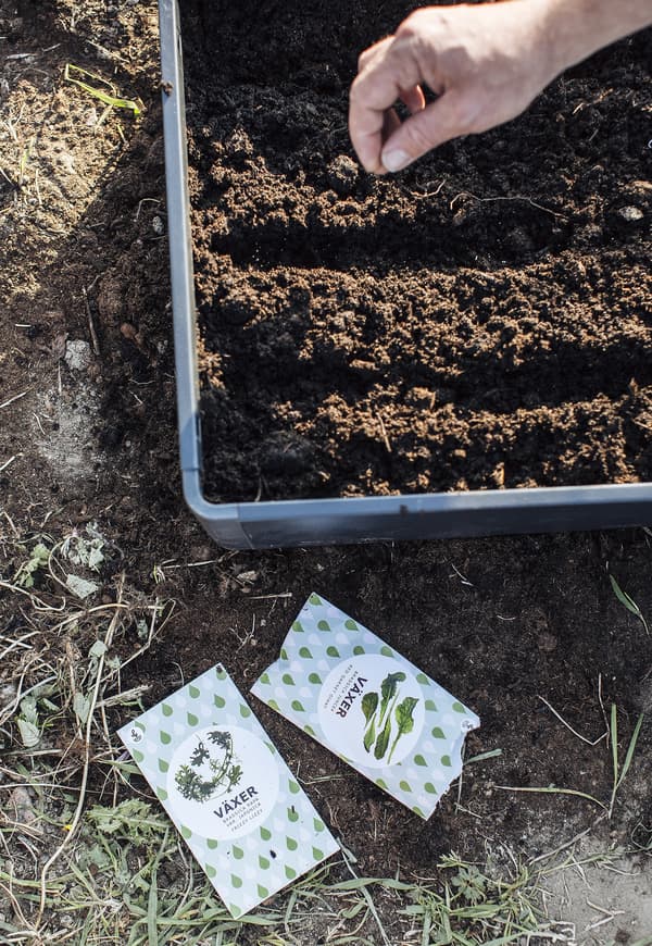 A box with soil and a hand pushing down a seed in it. 