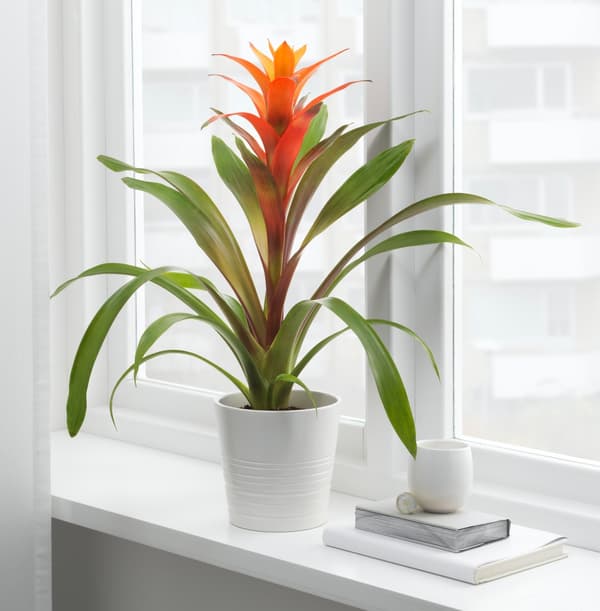 A Bromeliad with an orange flower sits in a window in a while ceramic pot