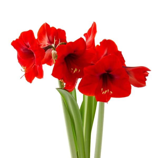 A bunch of Amaryllis flowers together. 