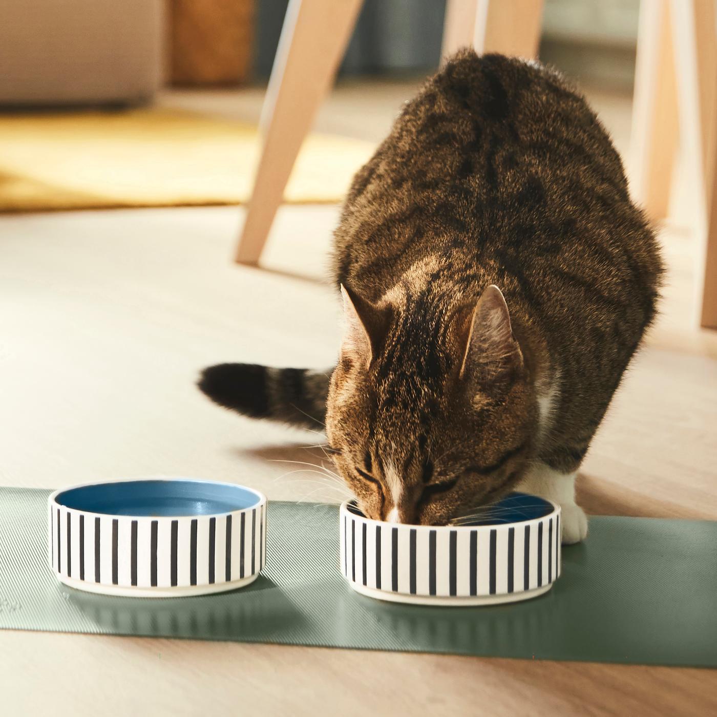 A cat eating from an IKEA UTSÅDD pet bowl in the kitchen. 