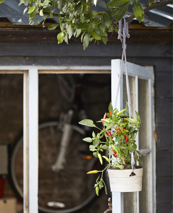 A chilli plant hanging by the shed door
