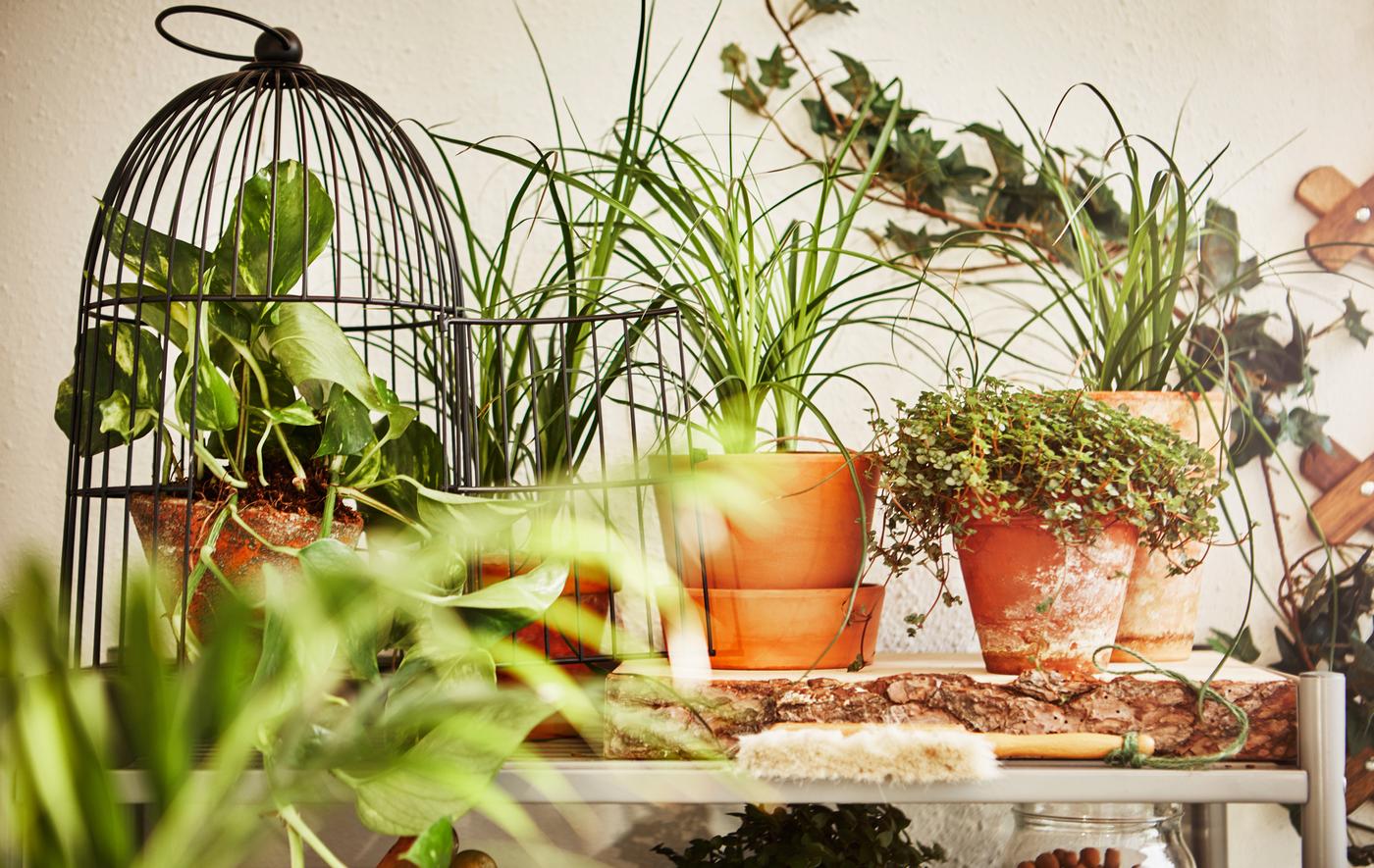 A close-up image of potted plants sitting on a shelf.