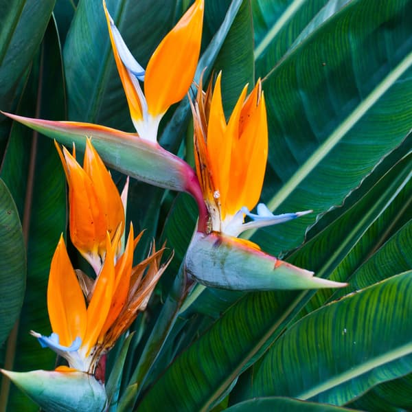 A close up of the bird of paradise bloom