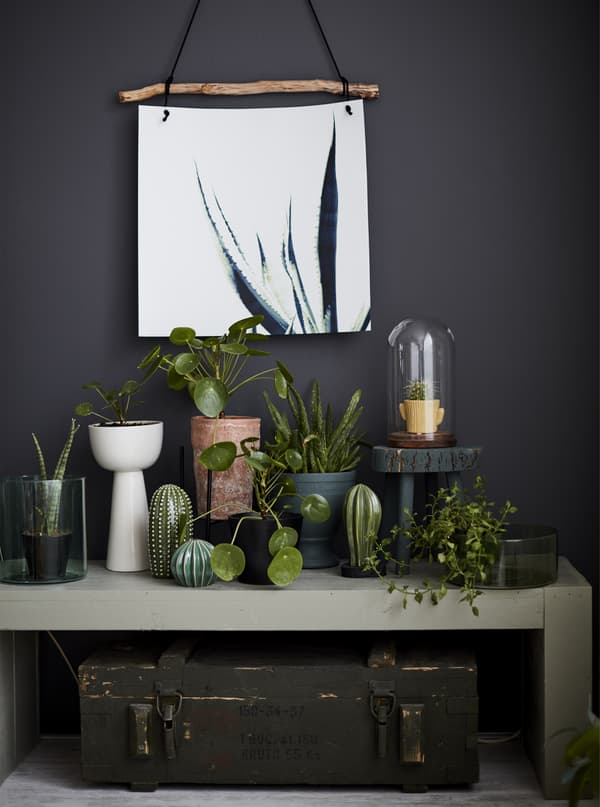 A collection of plants on a side table.