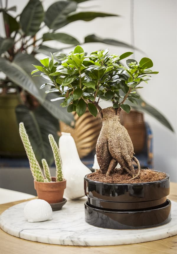 A collection of potted plants