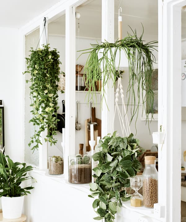 A combination of hanging and potted plants in an empty window frame between two white rooms.