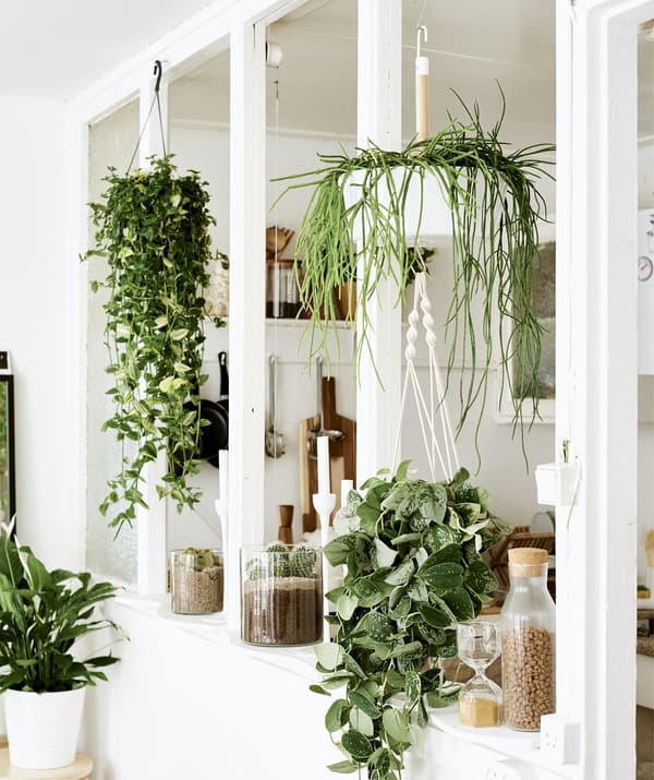 A combination of hanging and potted plants in an empty window frame between two white rooms.
