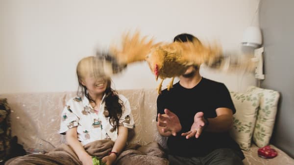 A couple sitting on their sofa, throwing their pet rooster in the air.