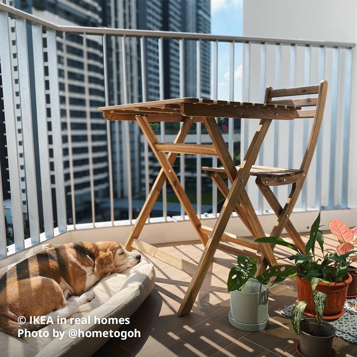 A dark brown ASKHOLMEN table with folding chairs is being placed at the balcony alongside with a instagrammer's pet dog sunbathing. Photo by instagrammer @hometogoh for IKEA in real homes ©