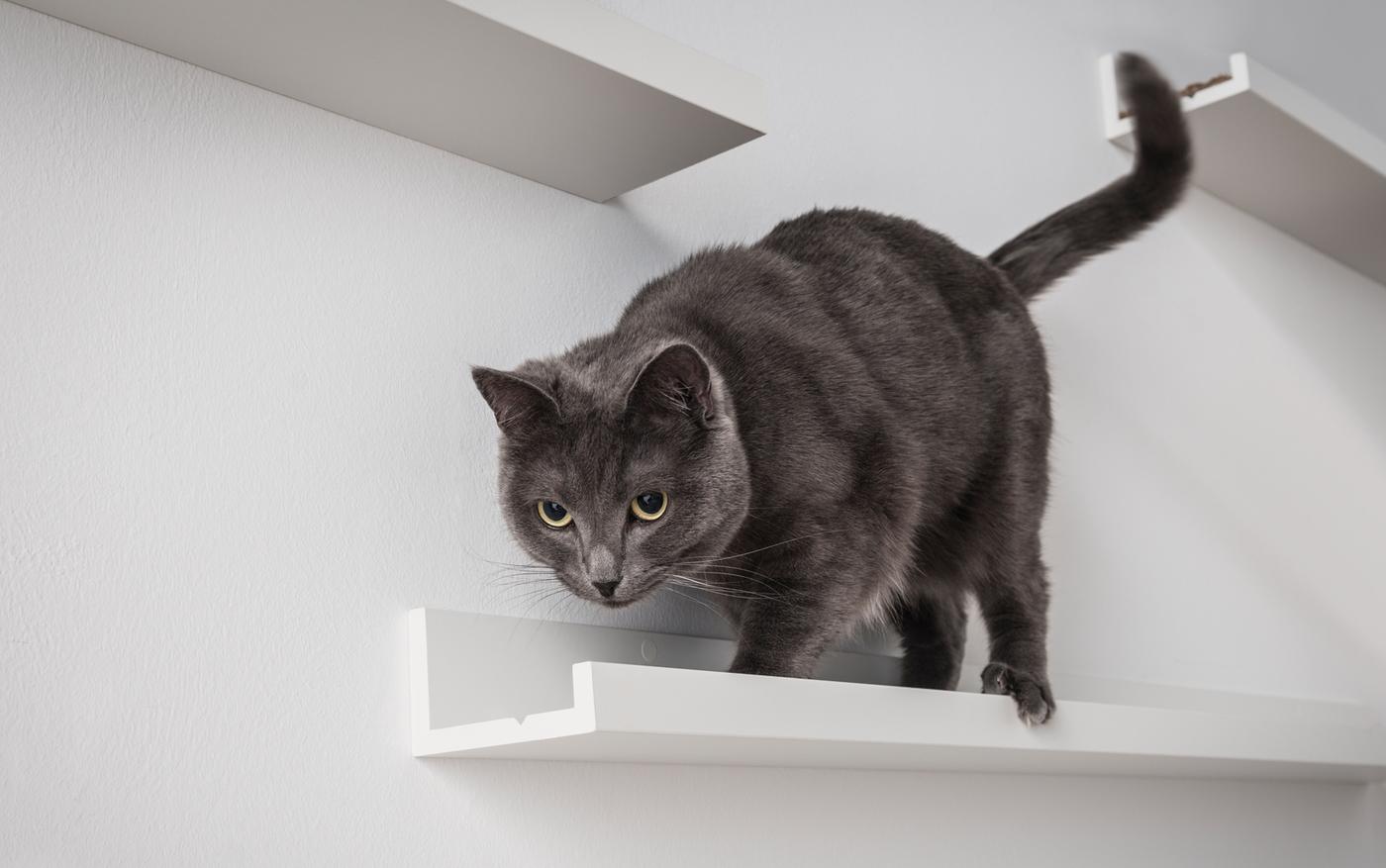 A dark grey cat walks along a MOSSLANDA picture ledge mounted on a white living room wall.