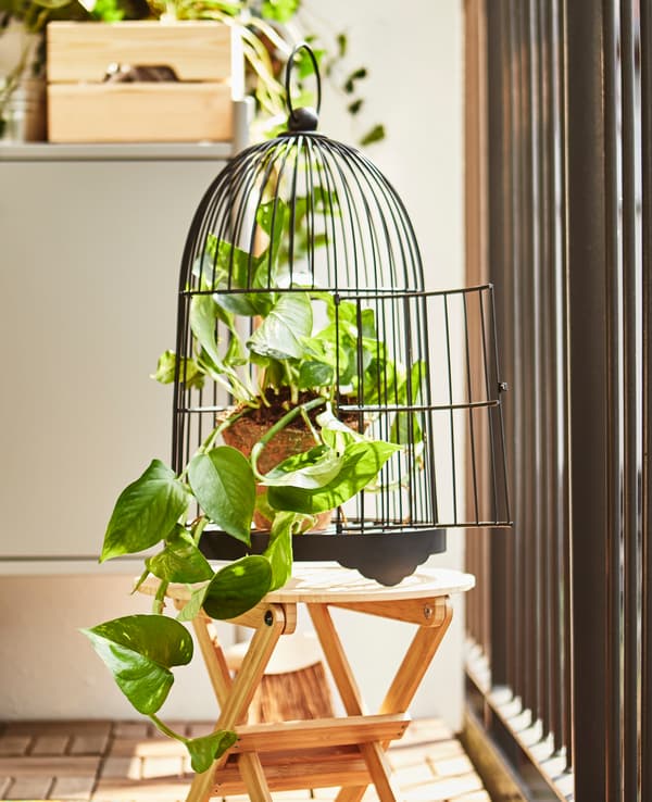 A decorative birdcage displays a potted vine plant.