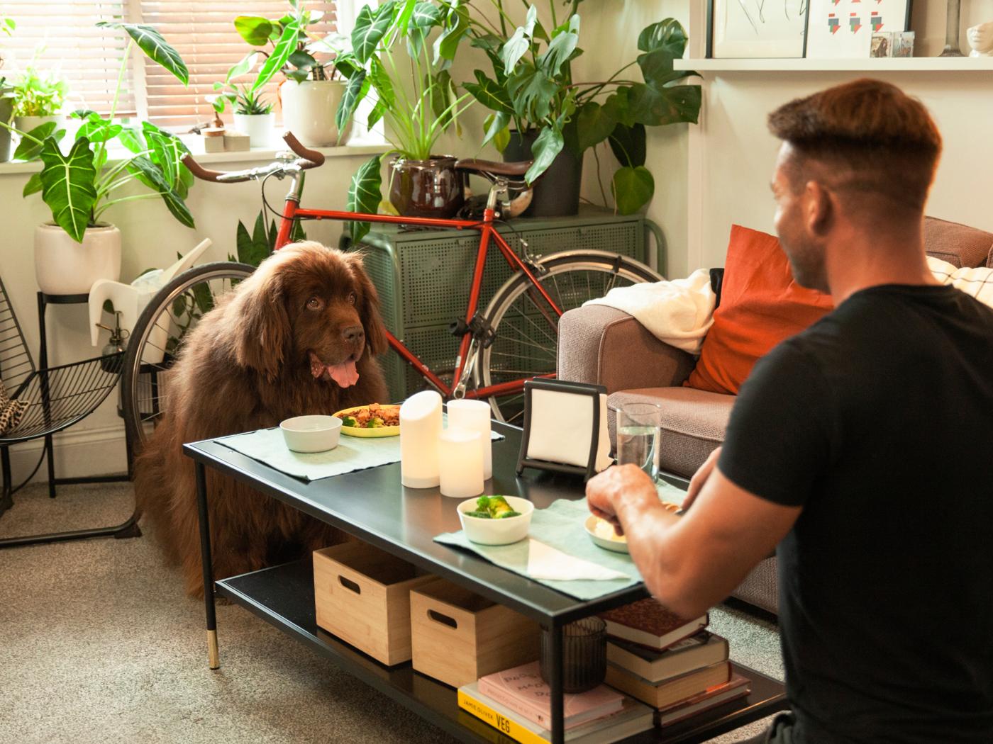A dog and a man sit on the floor, with dinner plates in front of them on a sofa table.